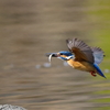 野鳥写しは怖い病