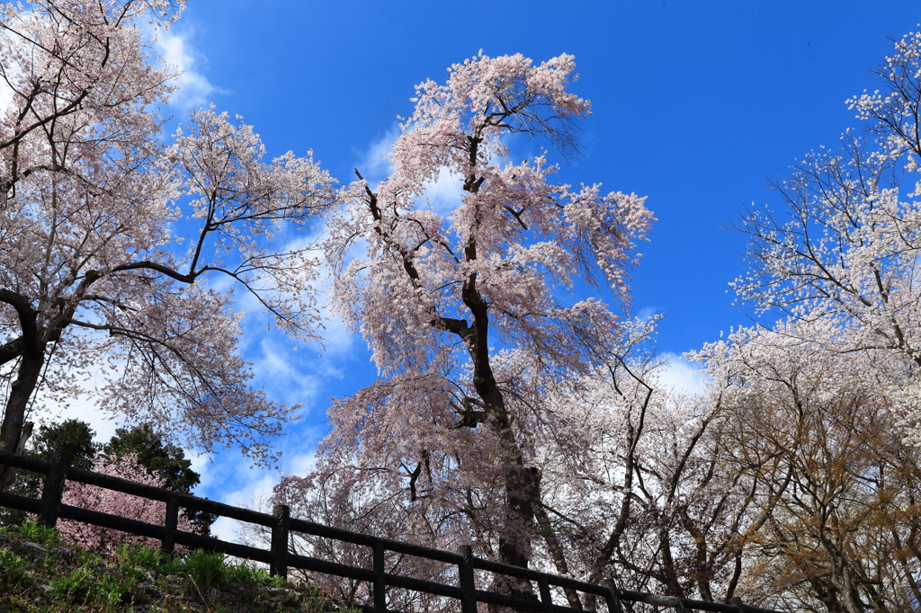 故郷・撮り貯め投稿　　花見４