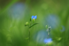 露草