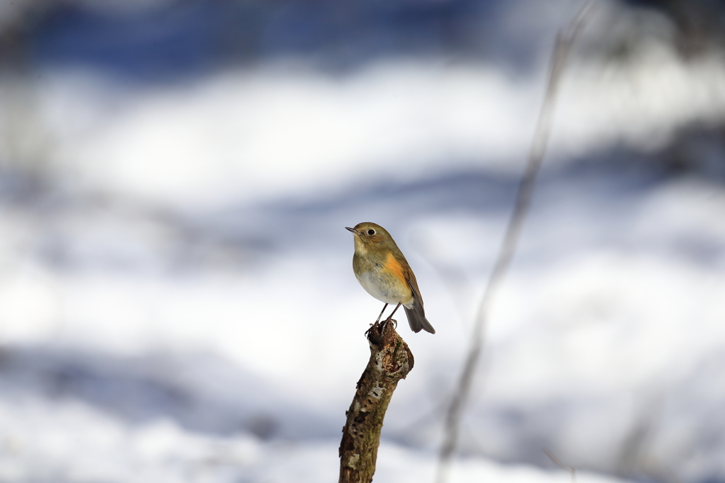 初撮り　雪見の鳥　