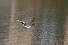 ヒドリが飛んでる2　