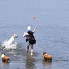 犬と飼い主　川遊び