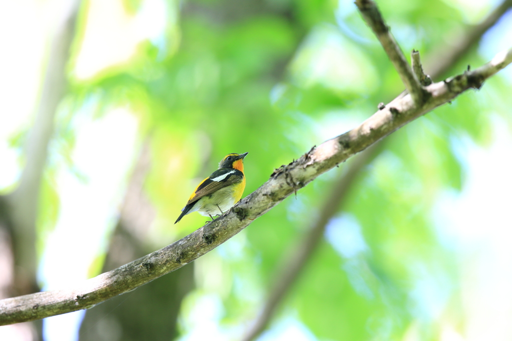故郷の探鳥から　・　若キビ♂