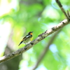 故郷の探鳥から　・　若キビ♂