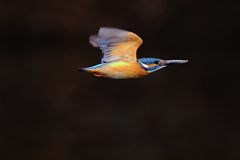 野鳥に嵌まるキッカケ