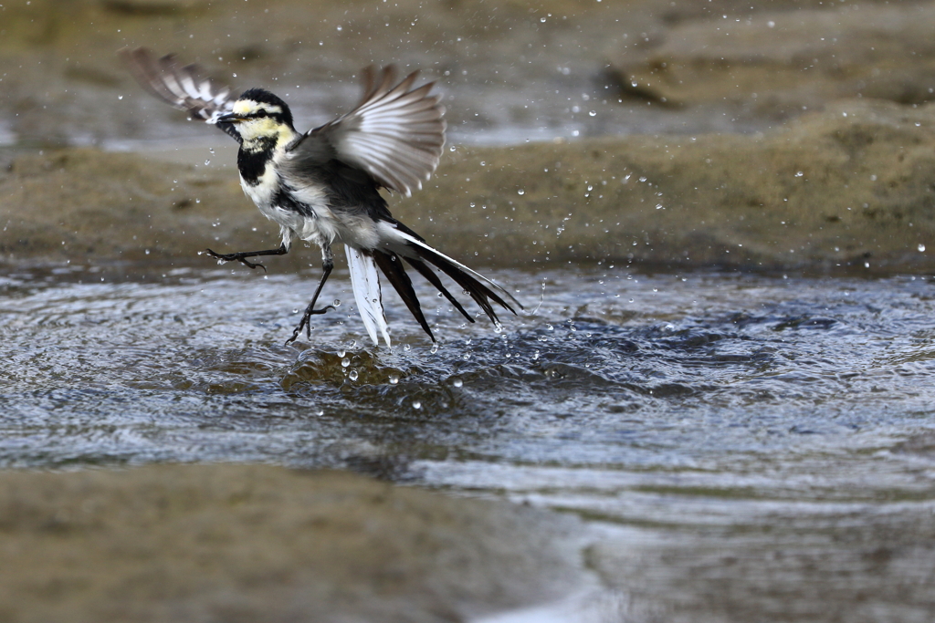セグロ君風呂上がり
