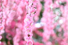 桜の前の春爛漫