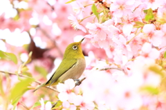 あら　行儀がイイですね