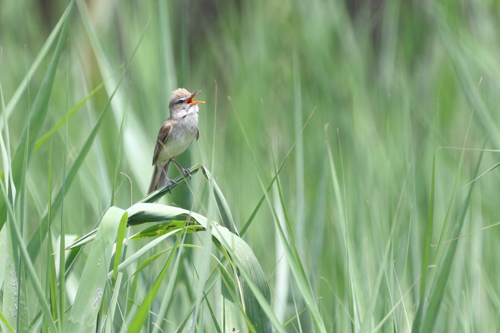 鳴き声賑やかです