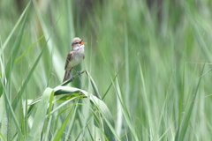 鳴き声賑やかです