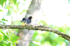 故郷の探鳥から　クロツグミ４