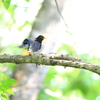 故郷の探鳥から　クロツグミ４