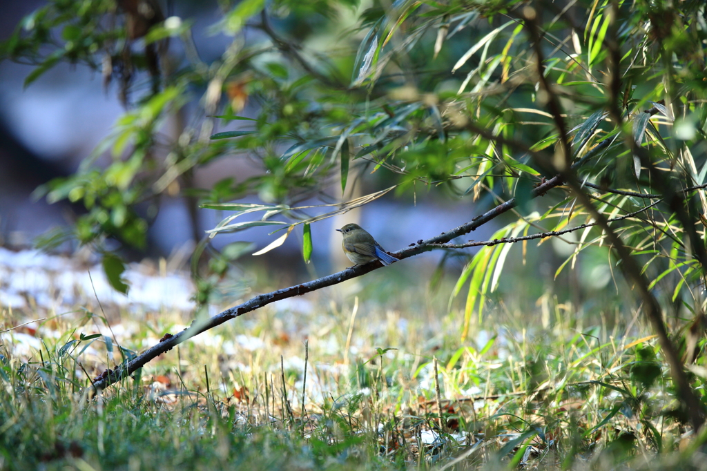 やっと撮れた