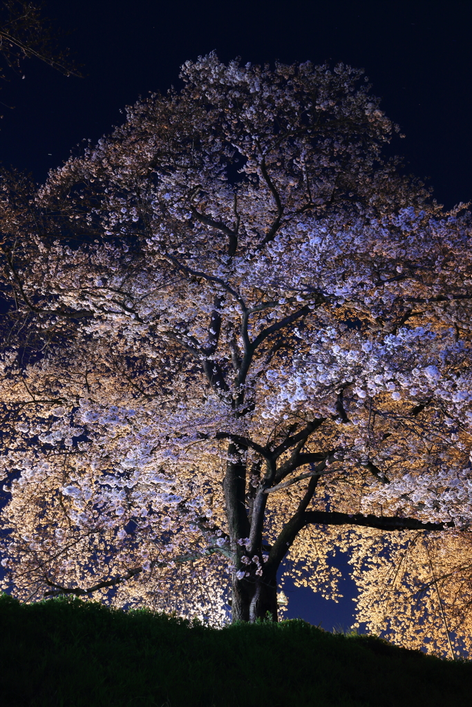 四苦八苦