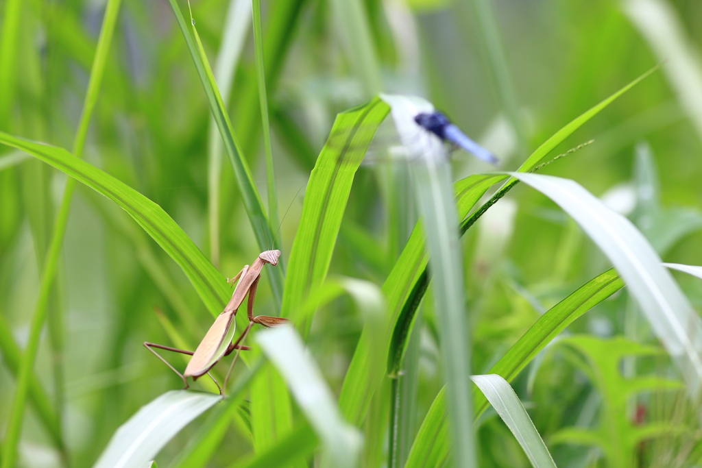 カマキリの打つ手