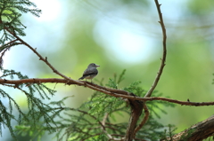 故郷の探鳥から　・　コサメビタキ♂