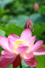 蕾は思う