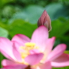 蕾は思う