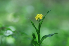咲きました　キンラン