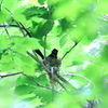 故郷の探鳥から　・　サンチャン♂めっけ