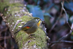 裏山沢にて