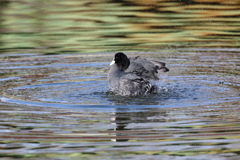 水鳥水浴び