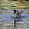 水鳥水浴び