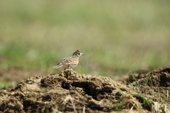 故郷の探鳥から　・　ひばりちゃん