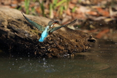 離水場面が写せない