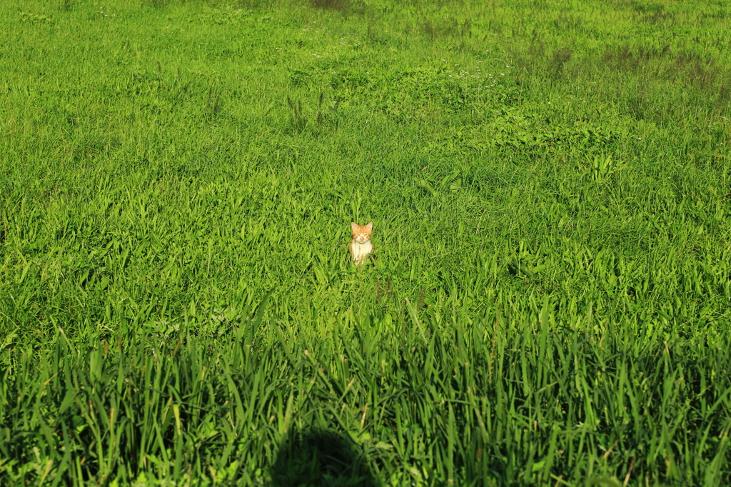 野良かな・・