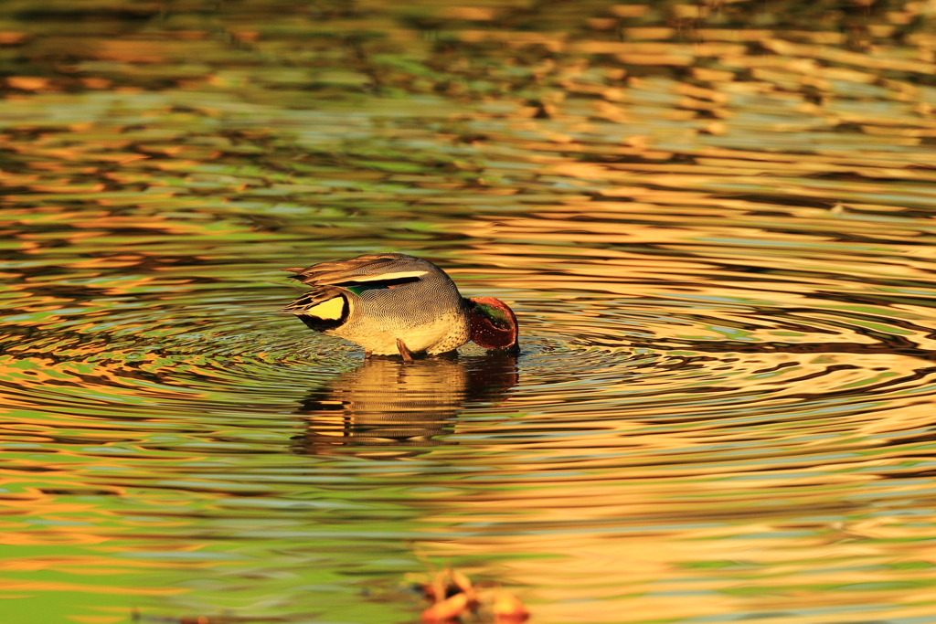 光が溶けた其の中で
