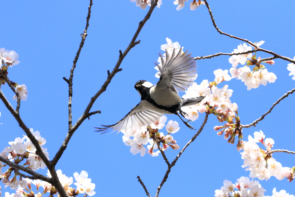 ぱっと開いて