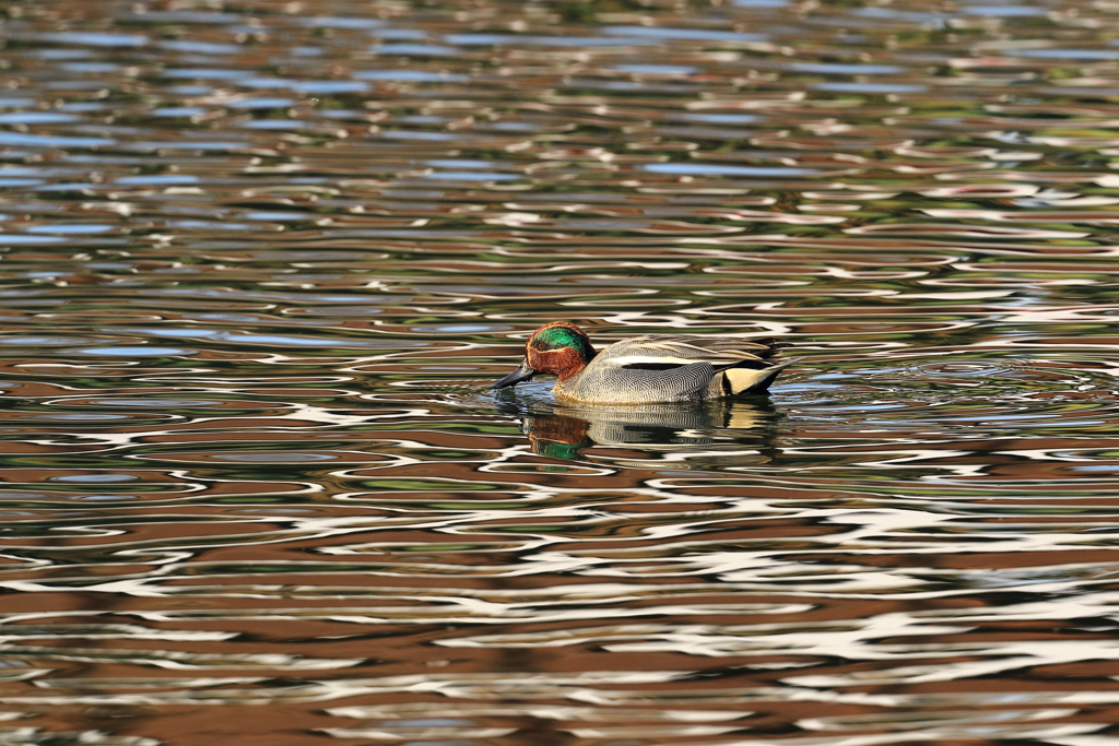 続々　チカチカ・キラキラ