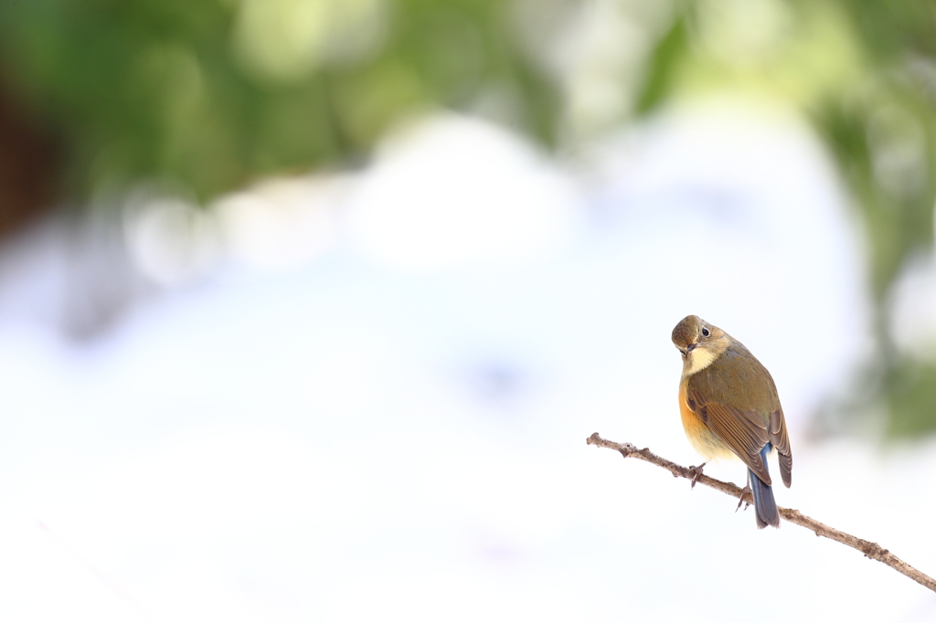 うぅ～ん・雪の上に立ってよ