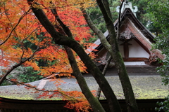 室生寺の紅いろ