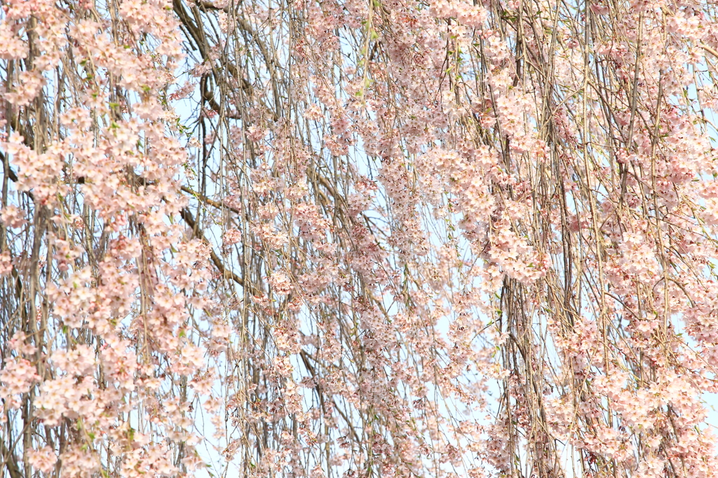 故郷の探鳥から　・　枝垂れも満開