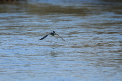 故郷・撮り貯め投稿　おしまい２