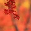 ふるさとの　あかい　いろ１