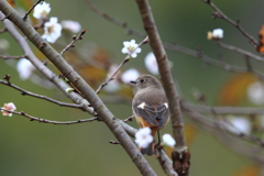 おジョウと、といち桜