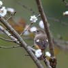 おジョウと、といち桜