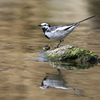 留鳥ハクセキ