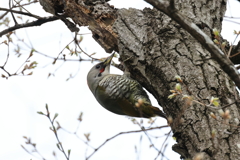 今日の鳥さん