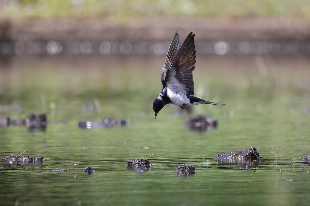 巣作り資材集め編　４