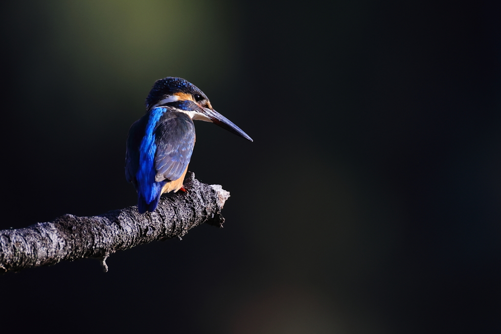 大晦日は無関係