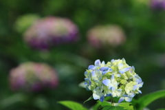 アチキの目線で