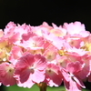 一茎万花