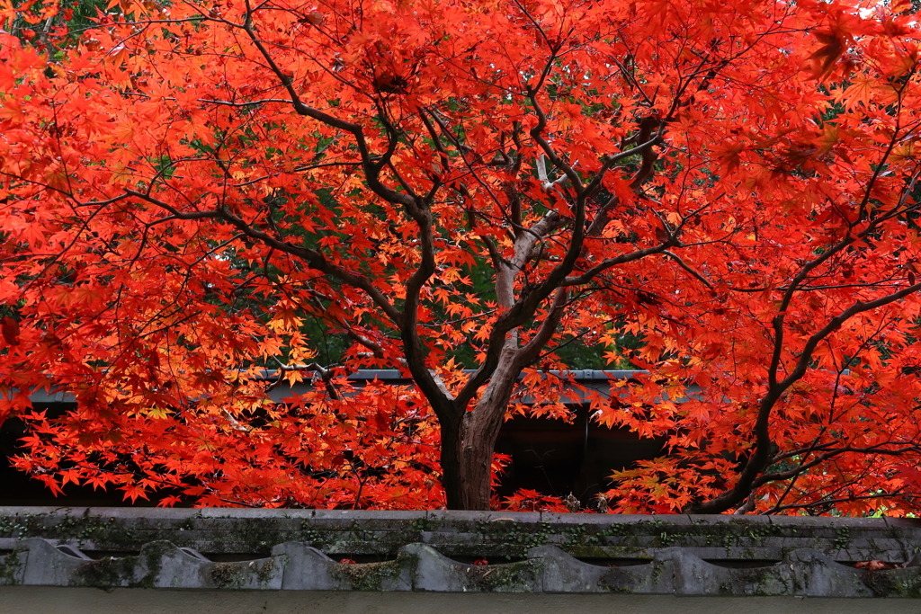 長谷寺の　いろ