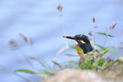 堰のカワセミさん写し