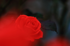 初めての薔薇写し