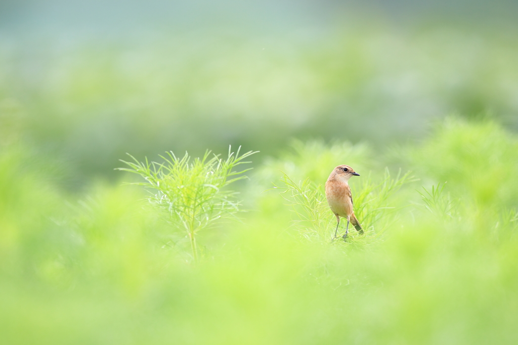 撮りに来たよ